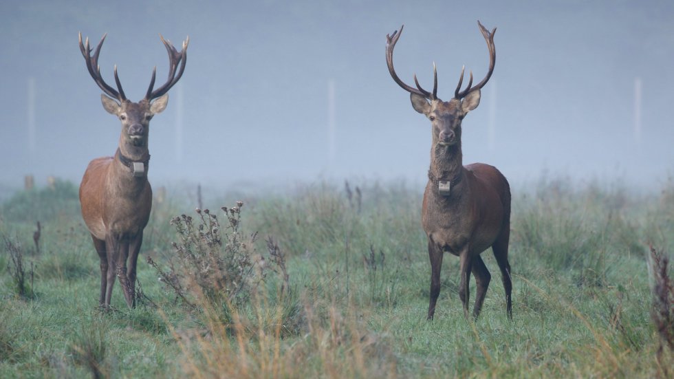 d'n Liempdsen Herd