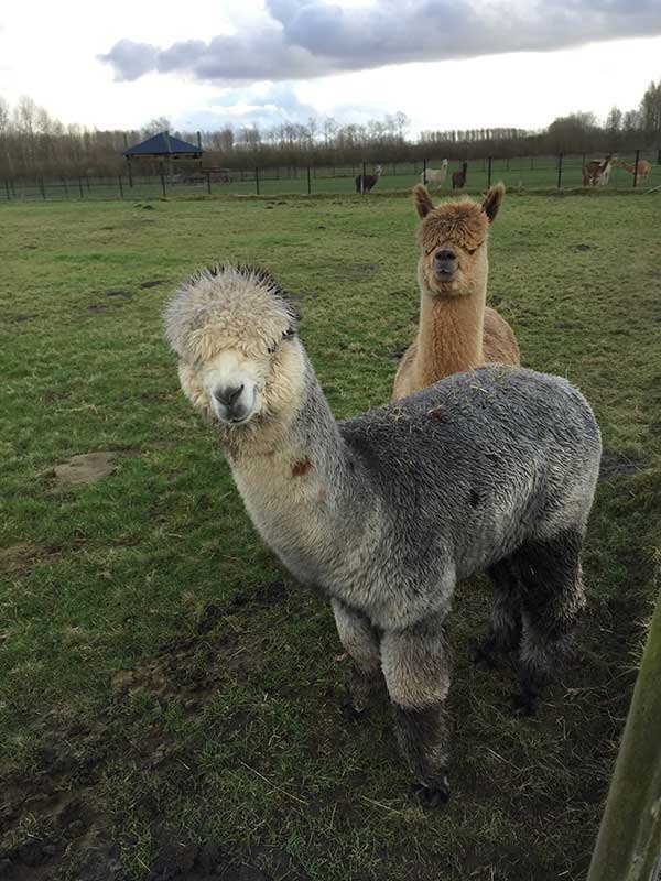 Alpaca