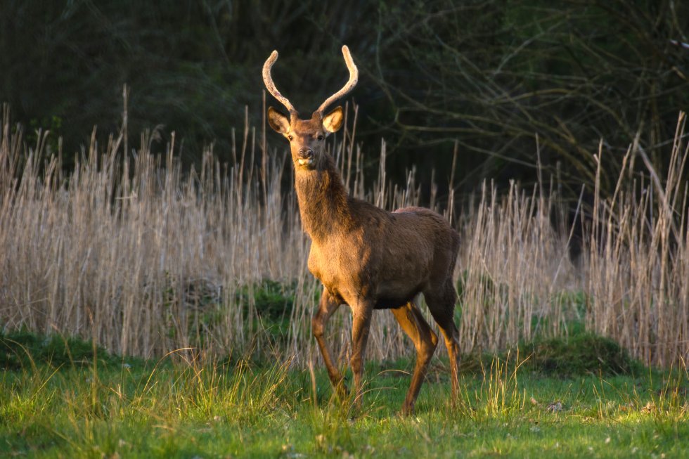 Foto: Martin van Vorstenbosch (Liempde)