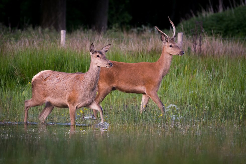 Foto: Martin van Vorstenbosch (Liempde)