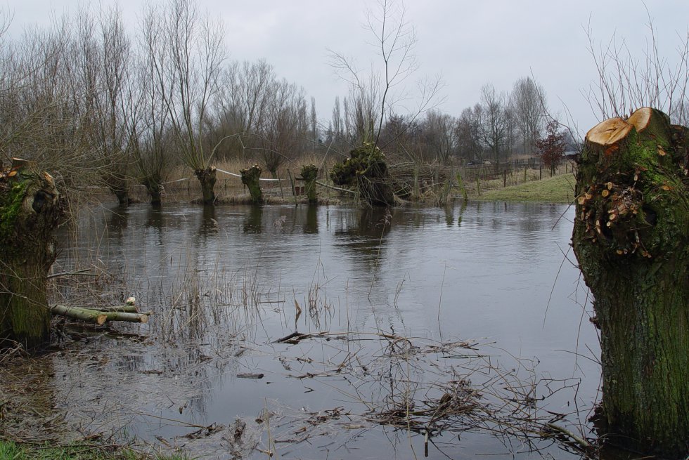Dommel