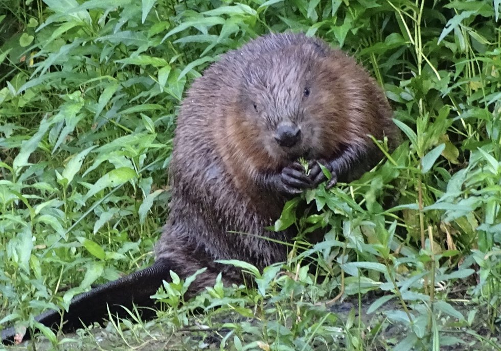 Bever