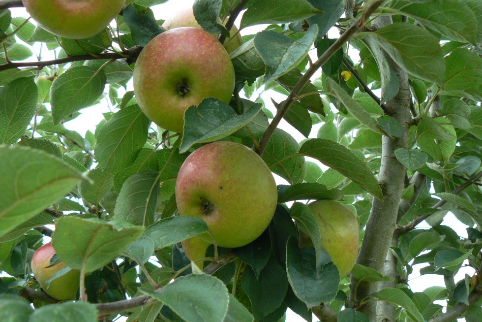 Appels