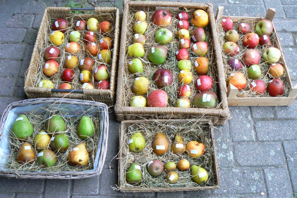 Dag van het fruit
