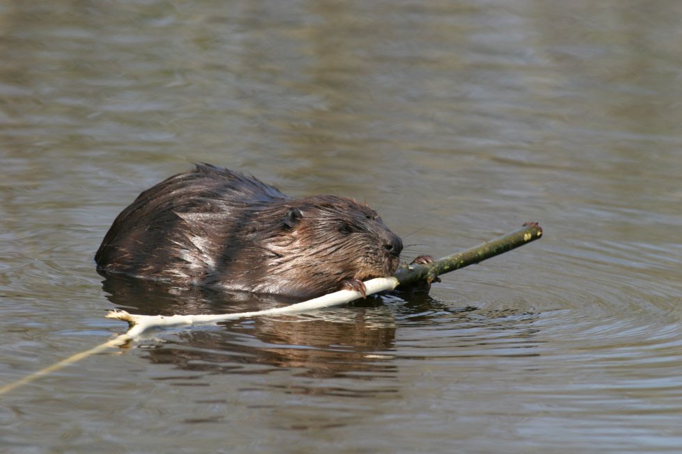 Bever