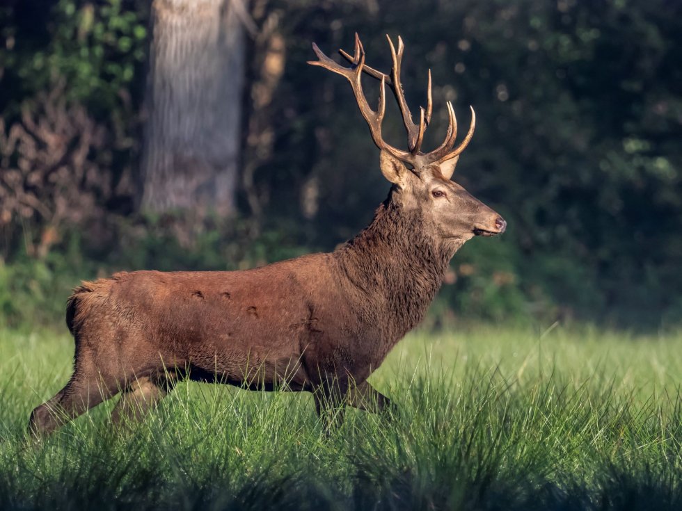 Edelhert in Het Groene Woud